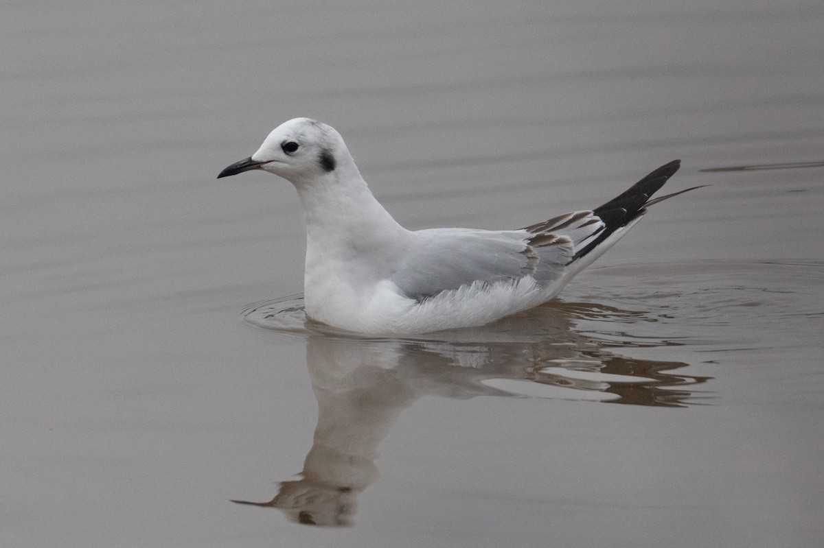 Мартин канадський - ML646525466