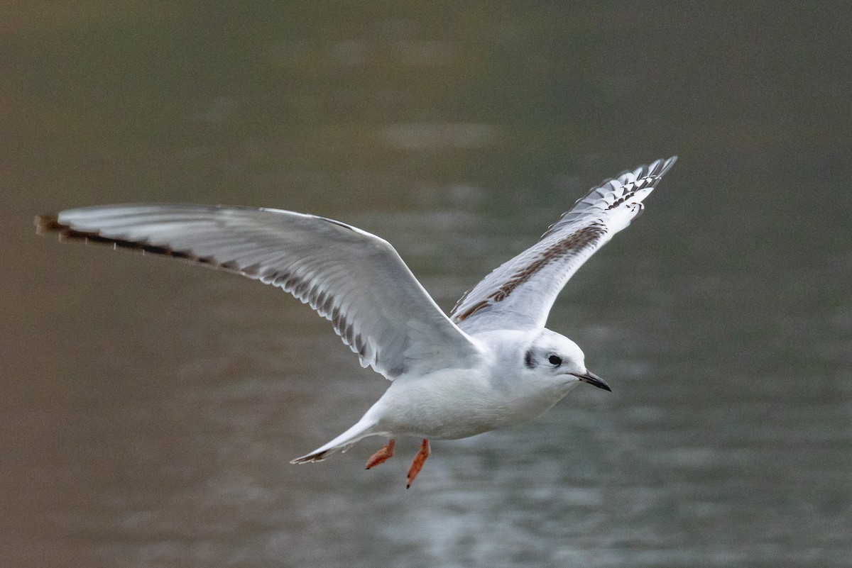 Мартин канадський - ML646525467