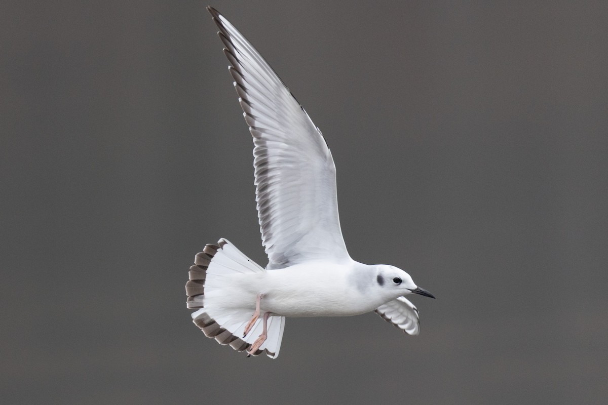 Мартин канадський - ML646525468