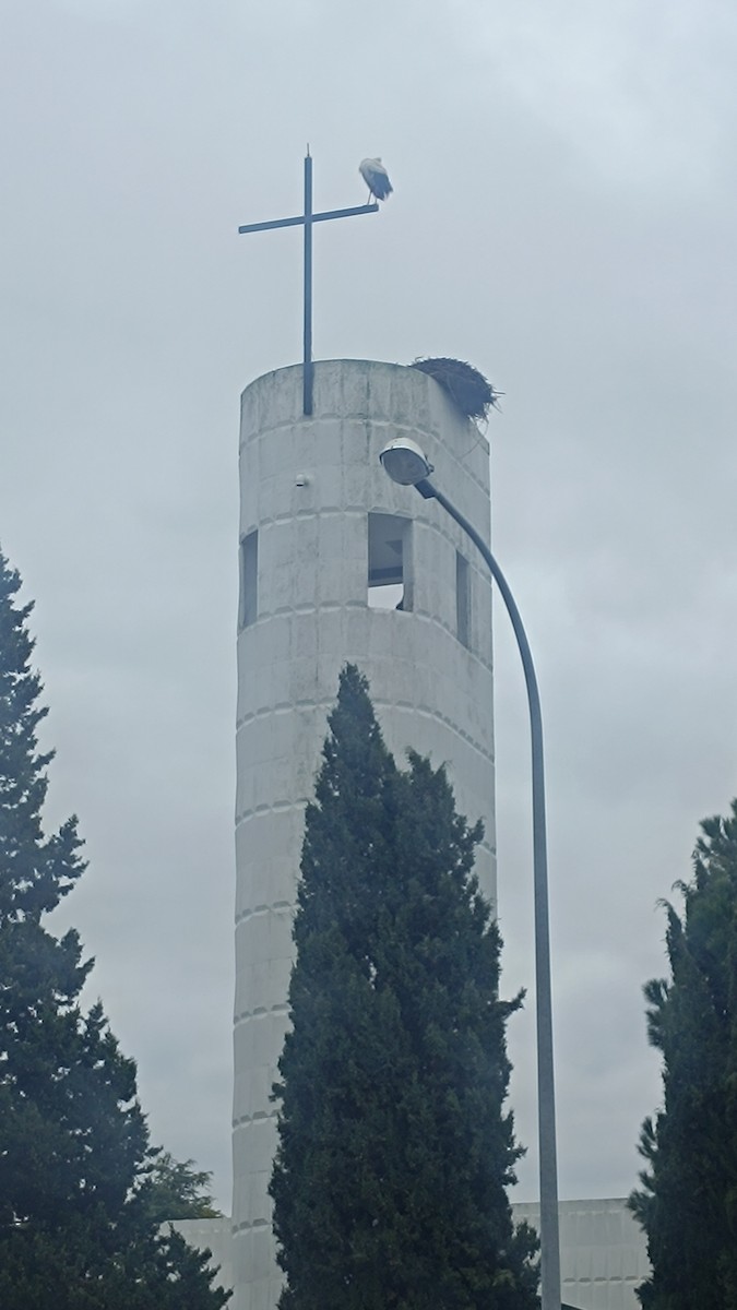 White Stork - ML646525469