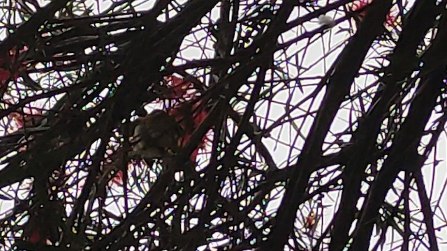 kruhoočko indomalajské - ML646525470