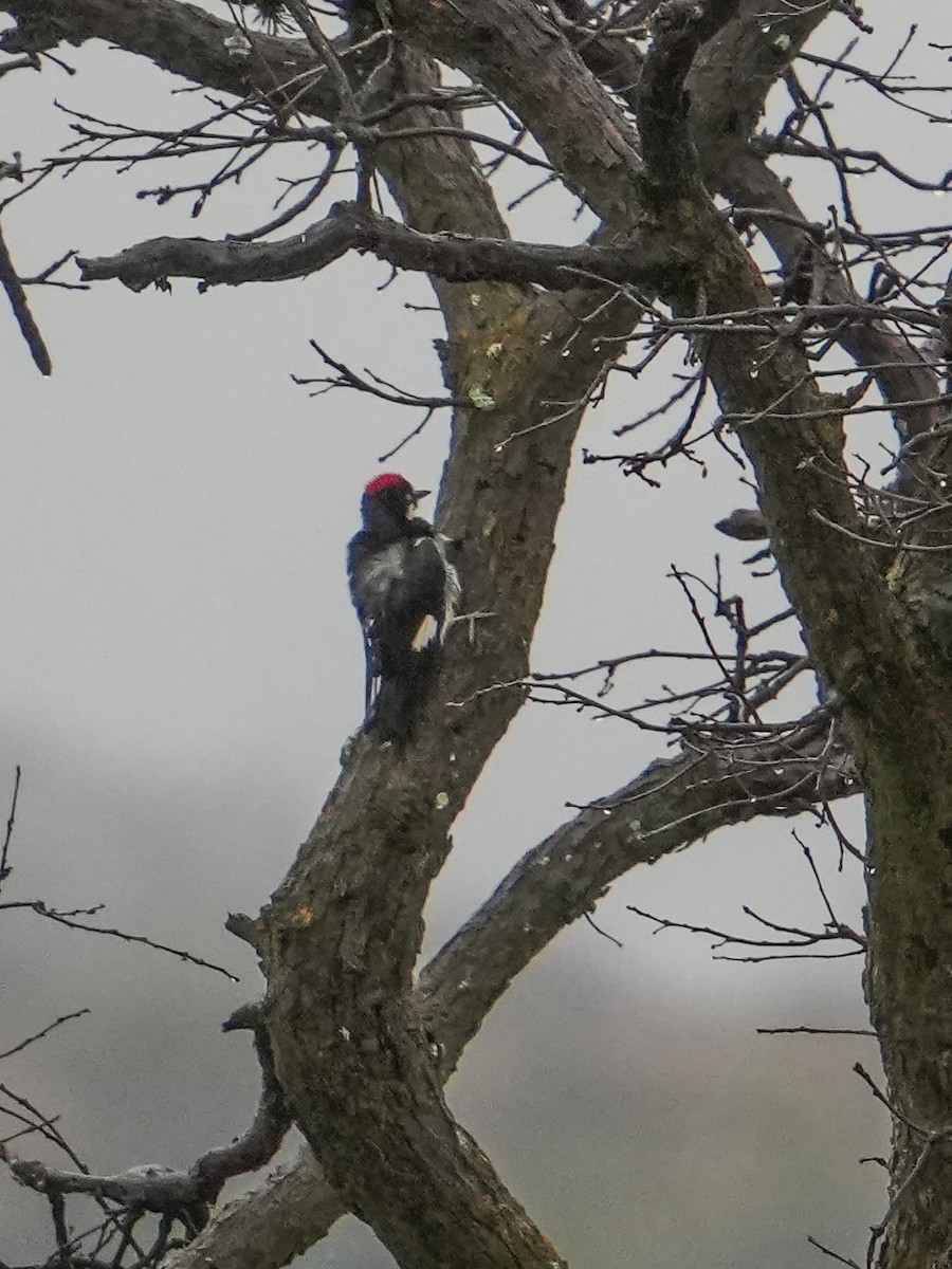 Acorn Woodpecker - ML646525473