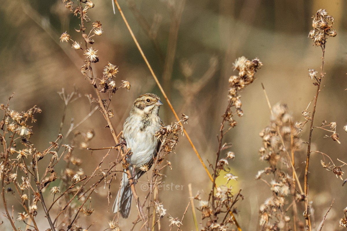 Reed Bunting - ML646525474