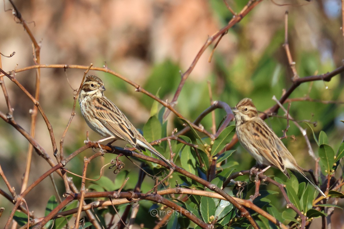 Reed Bunting - ML646525475
