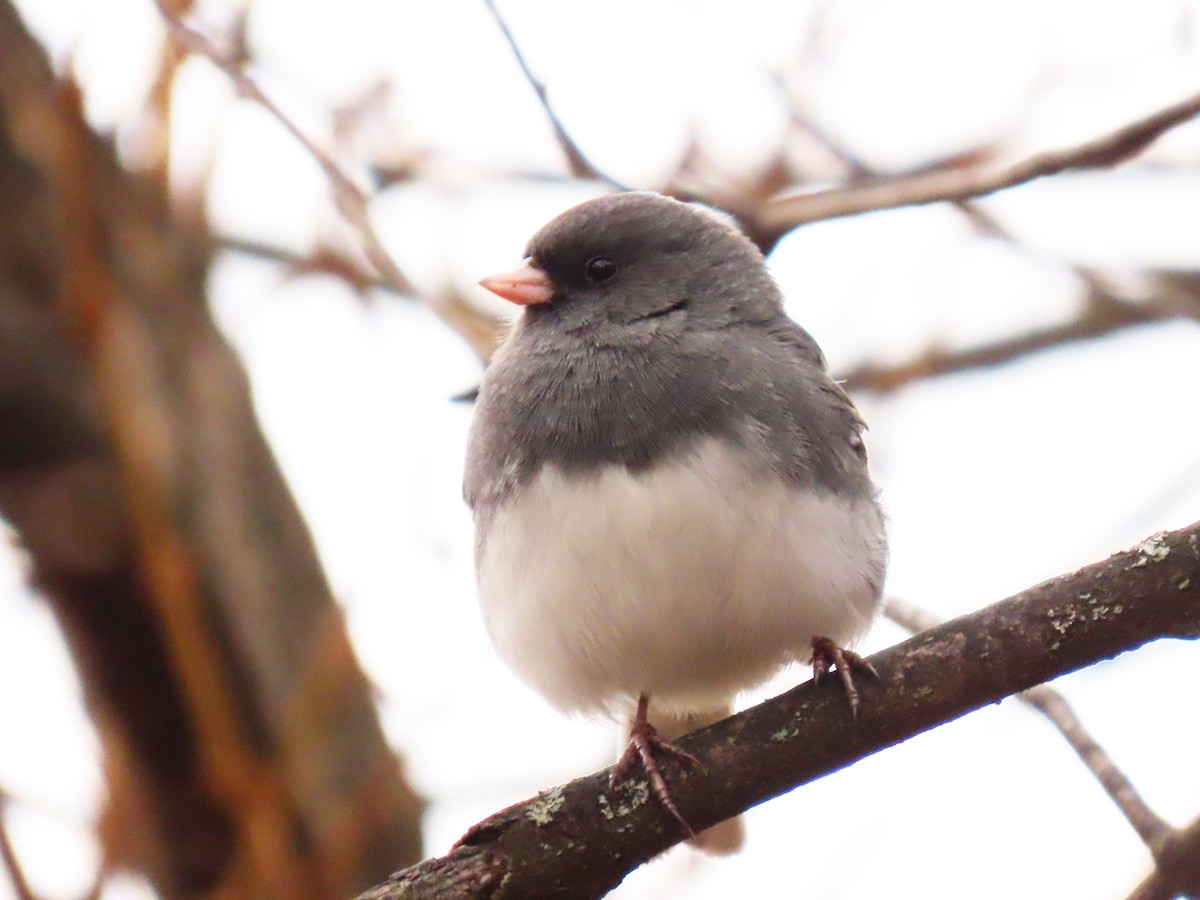 strnadec zimní - ML646525480