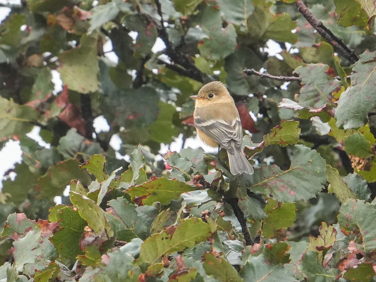 Orangebrust-Schnäppertyrann - ML646525487