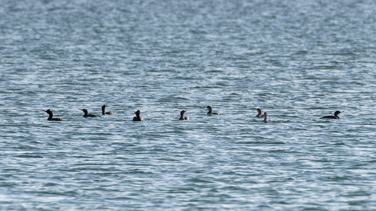 European Shag - ML646525488