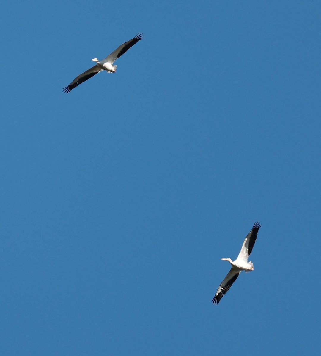 American White Pelican - ML646525494