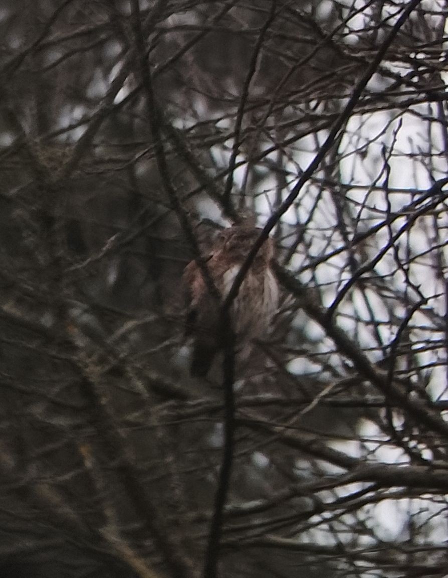 Eurasian Pygmy-Owl - ML646525495