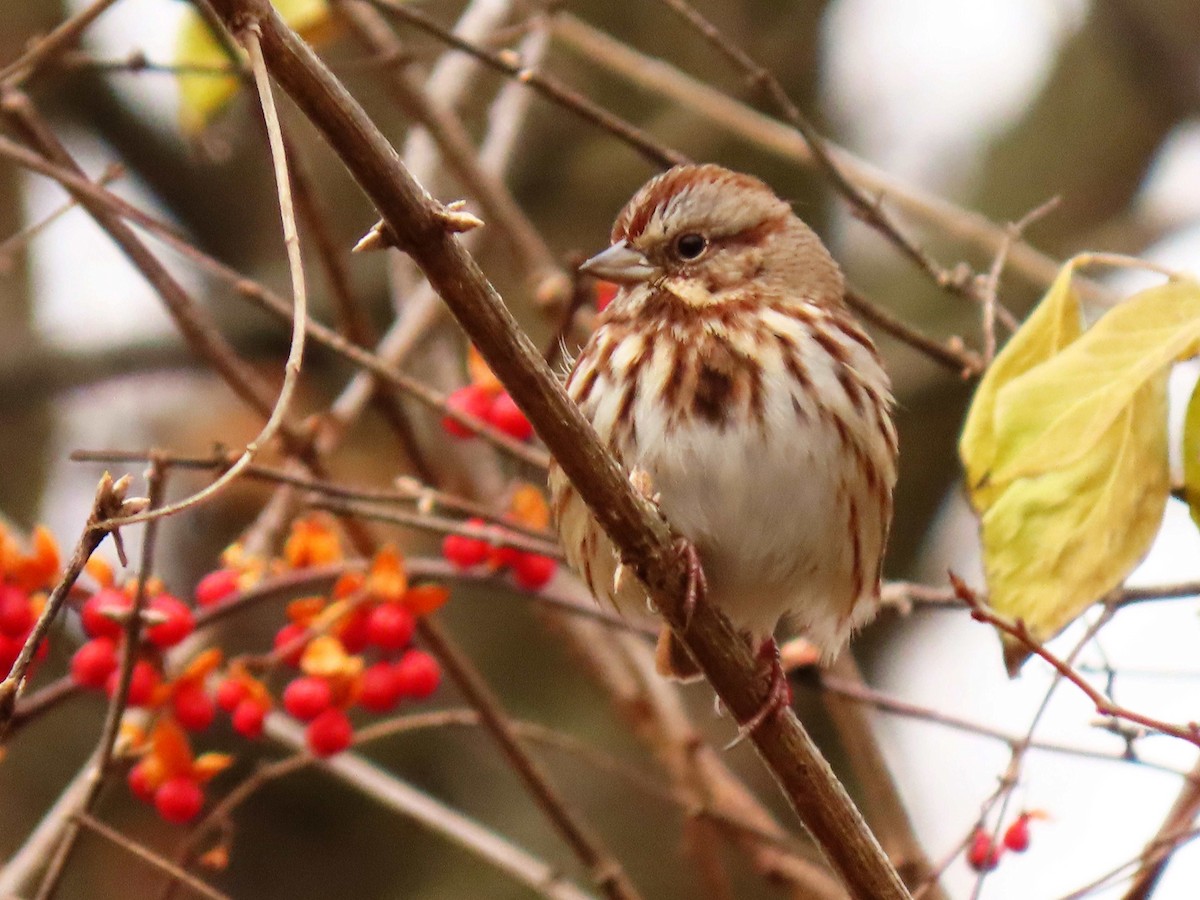 strnadec zpěvný - ML646525497