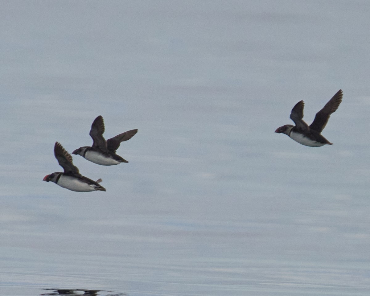 Atlantic Puffin - ML646525500