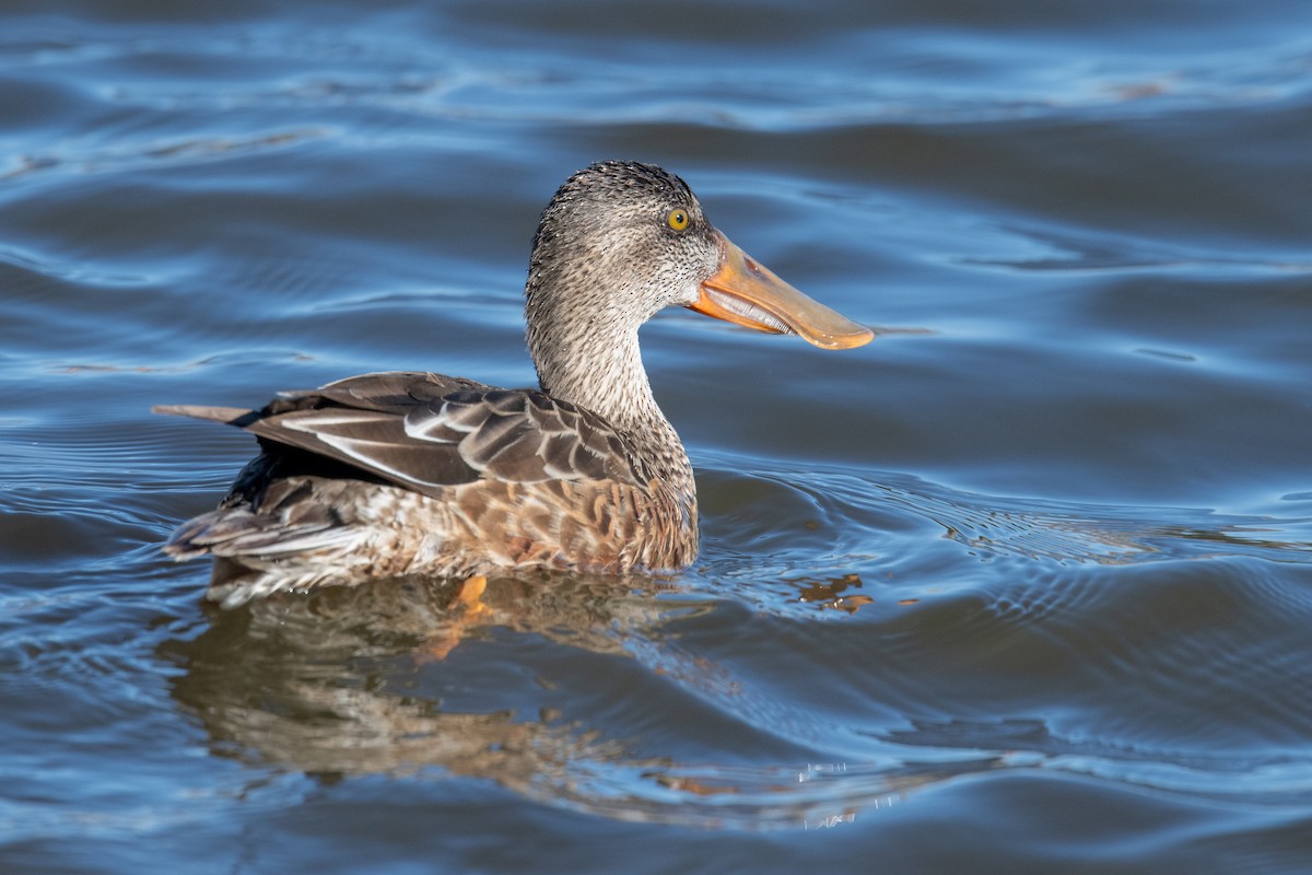 Northern Shoveler - ML646525501