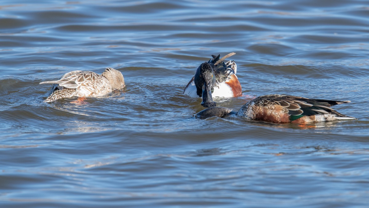 Northern Shoveler - ML646525502