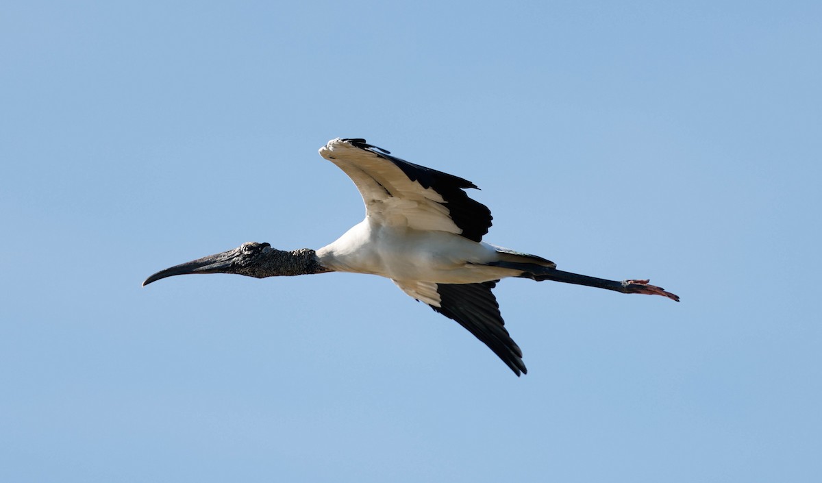 Tantale d'Amérique - ML646525505