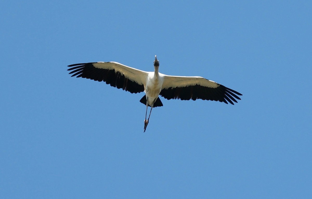 Tantale d'Amérique - ML646525506