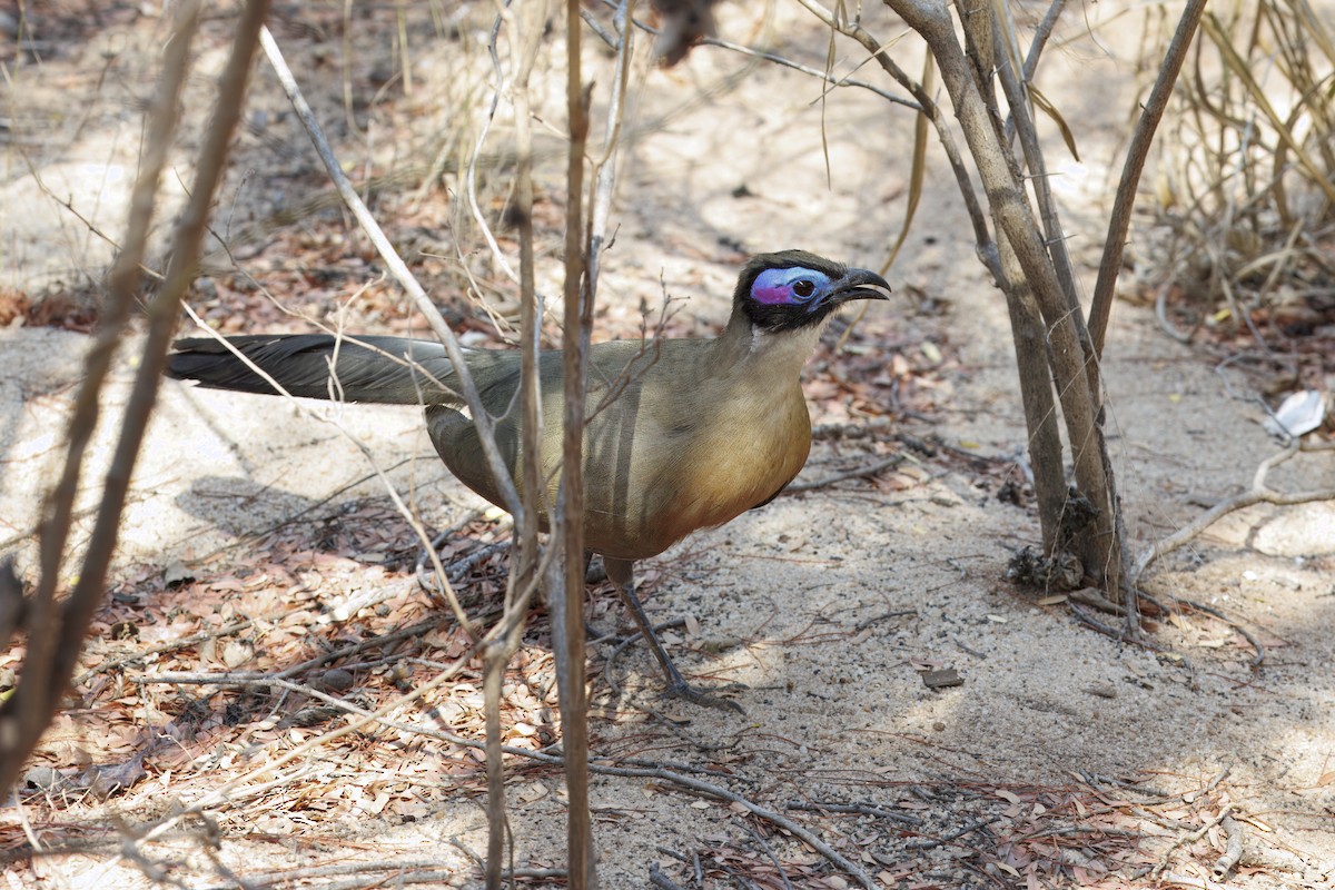 オニジカッコウ - ML646525507