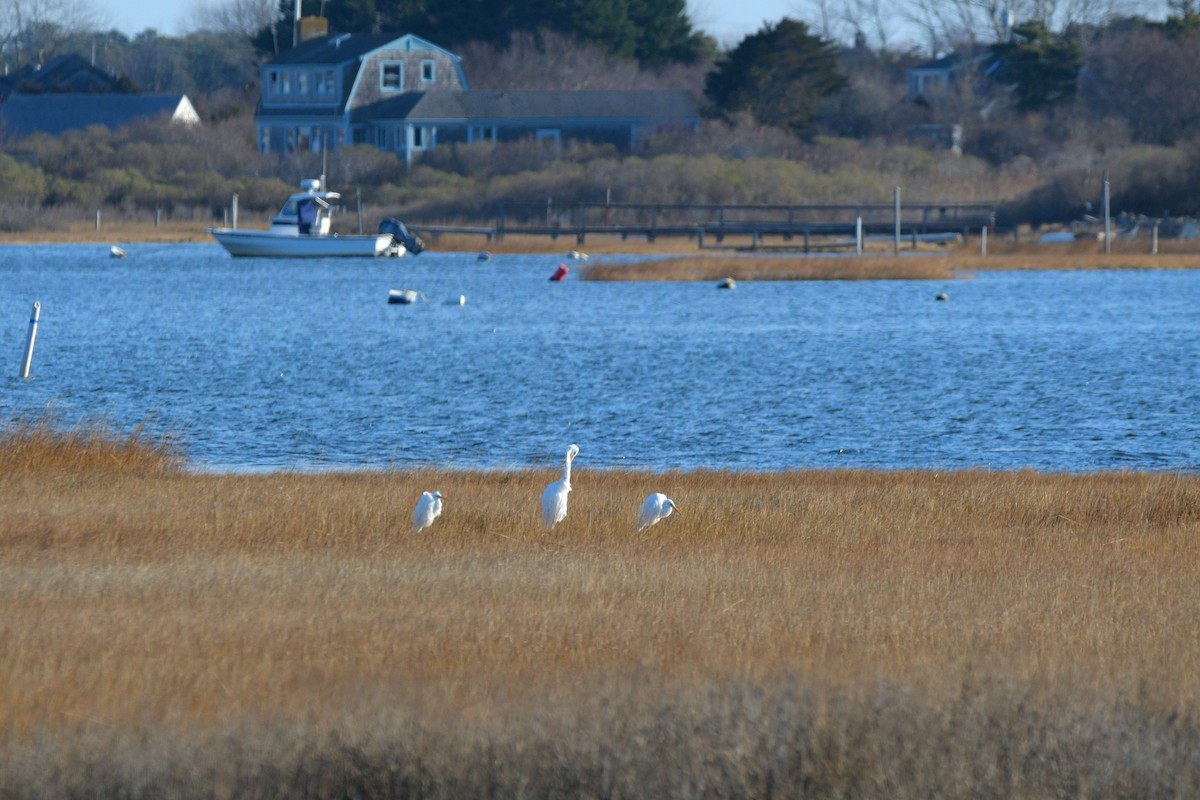 volavka bílá - ML646525508