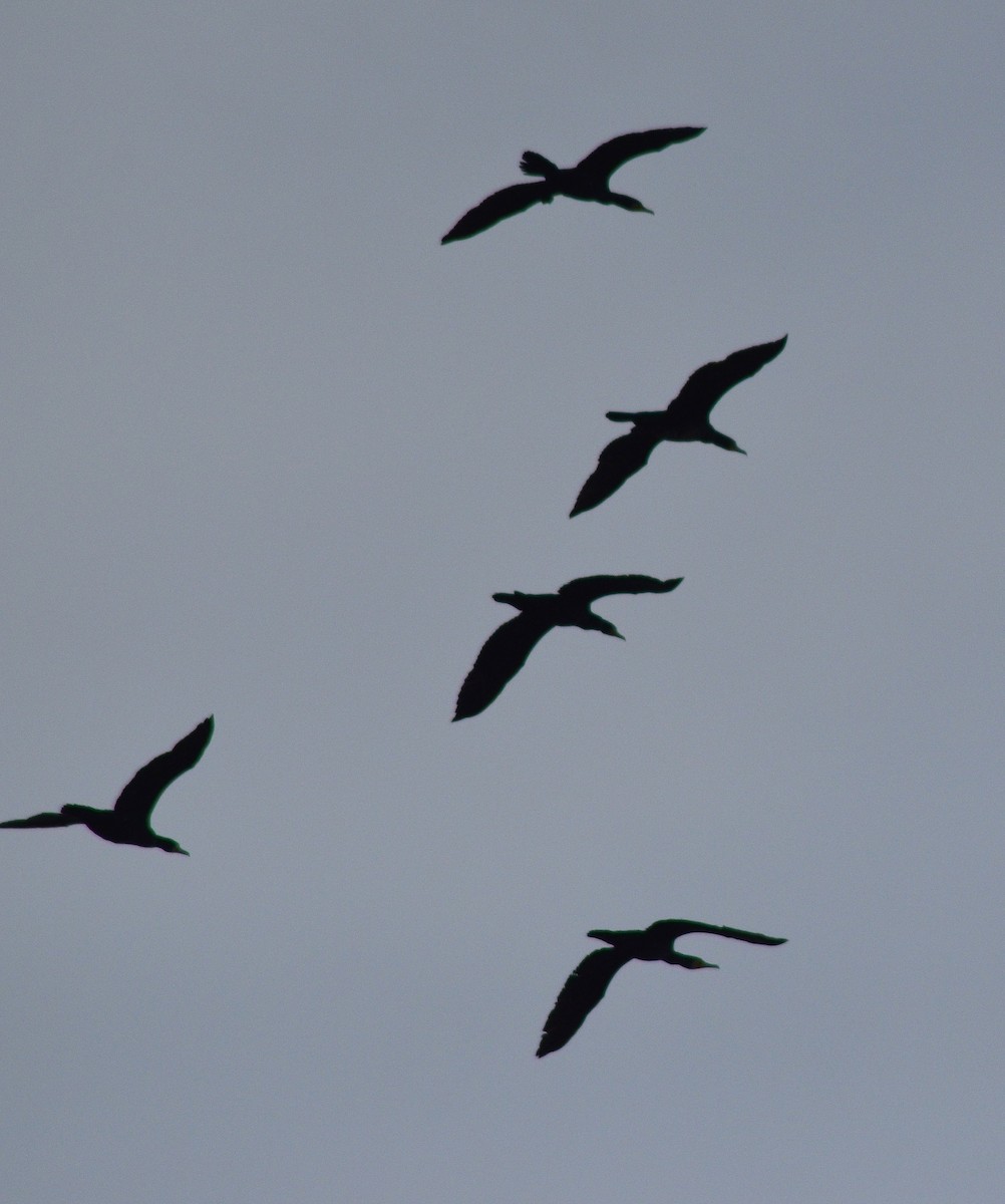 カワウ - ML646525511