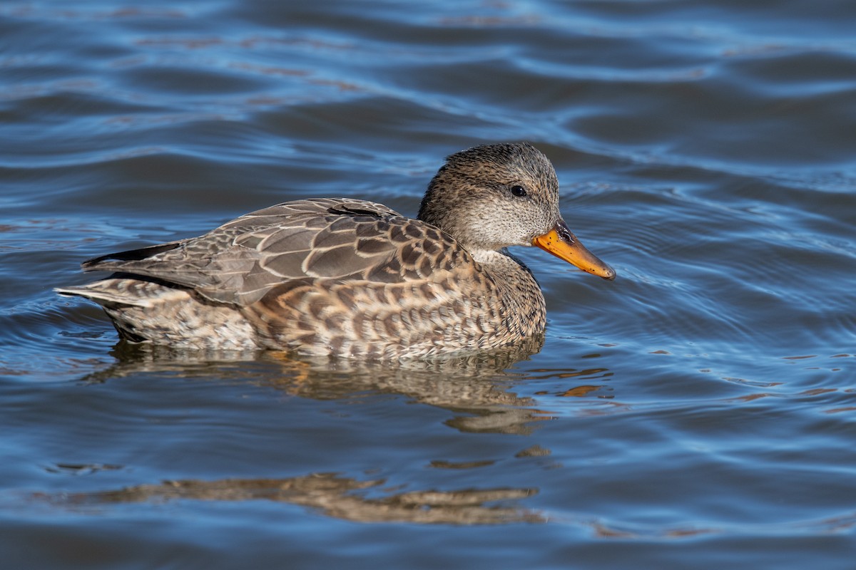 Gadwall - ML646525513