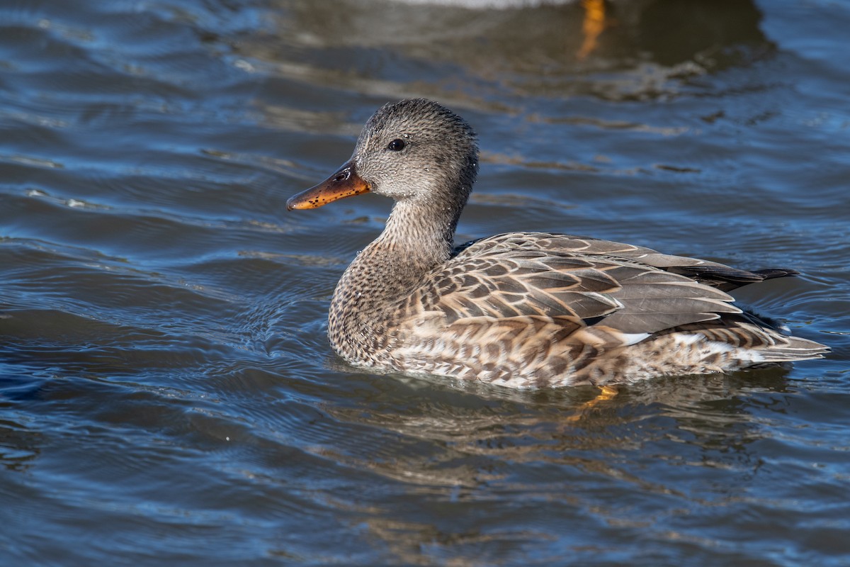 Gadwall - ML646525515