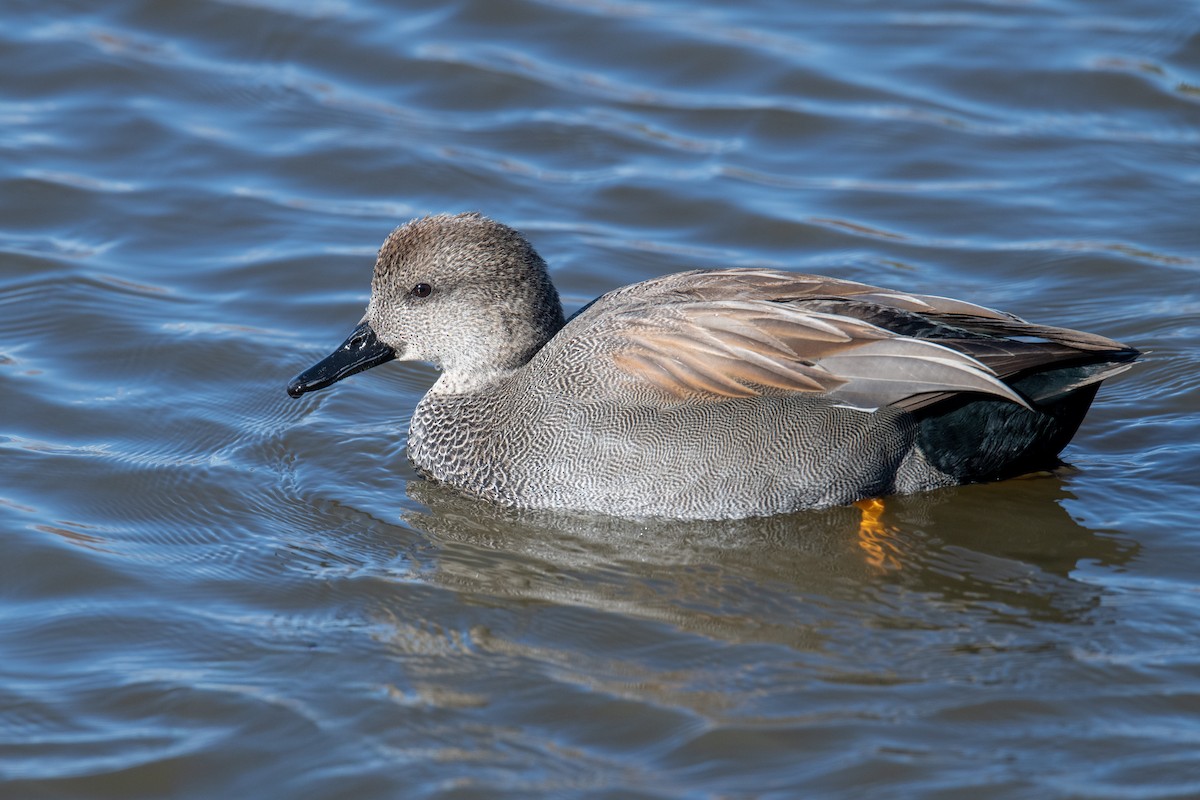 Gadwall - ML646525516