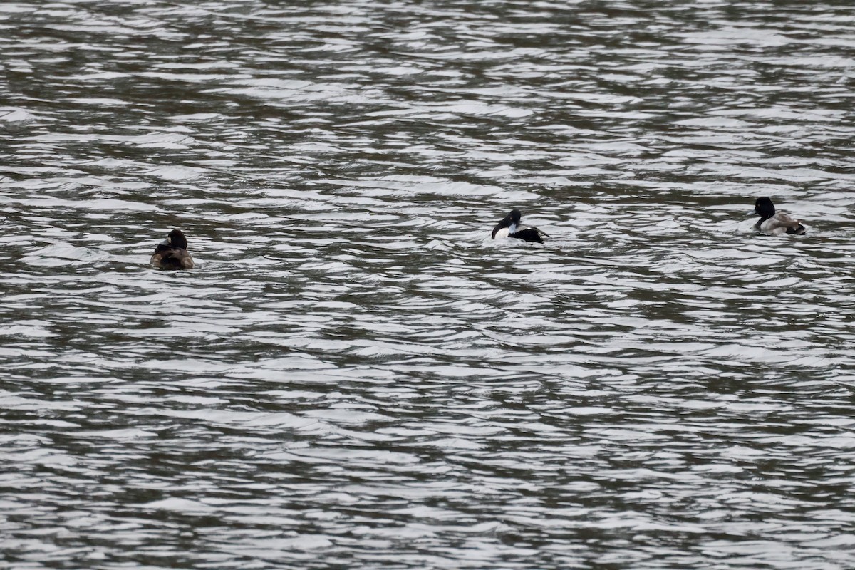 コスズガモ - ML646525517