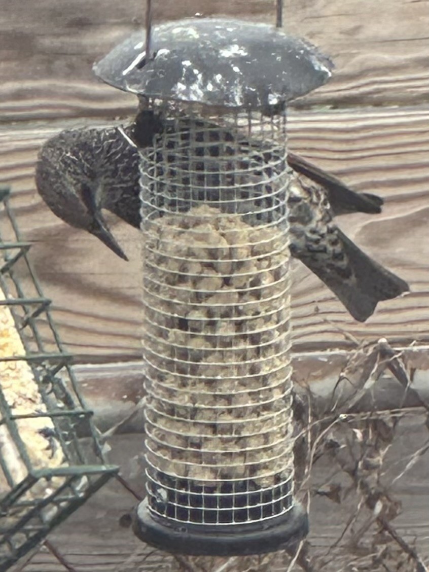 ホシムクドリ - ML646525518