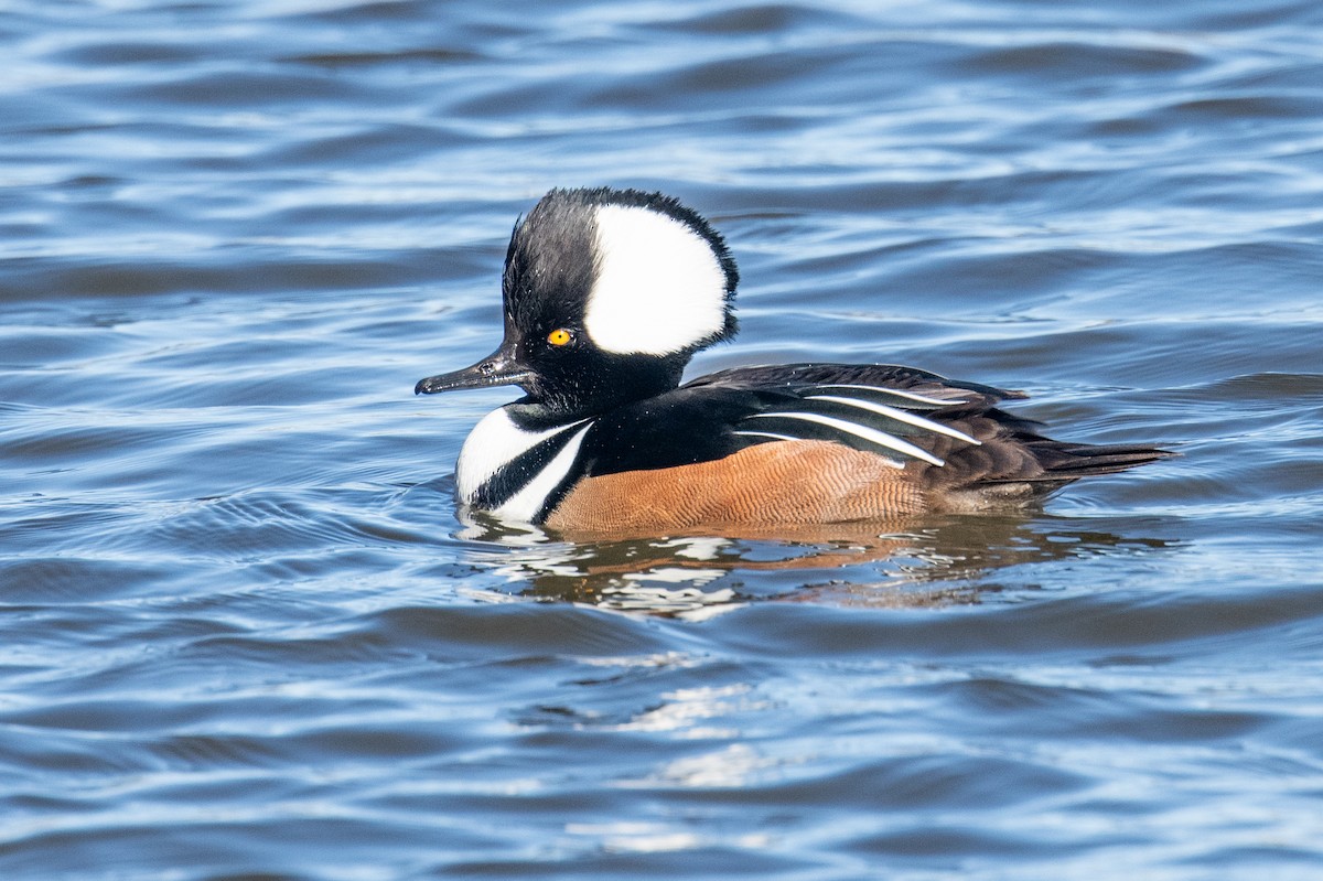 Hooded Merganser - ML646525519