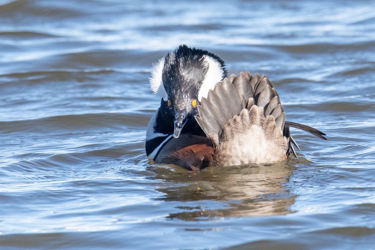 Hooded Merganser - ML646525520