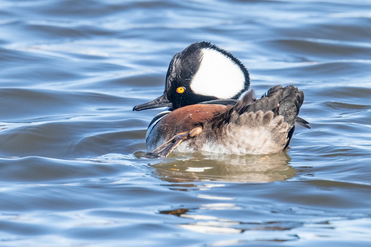 Hooded Merganser - ML646525521