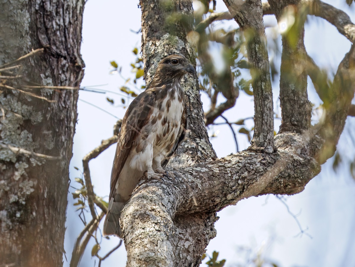 Madagascar Cuckoo-Hawk - ML646525523
