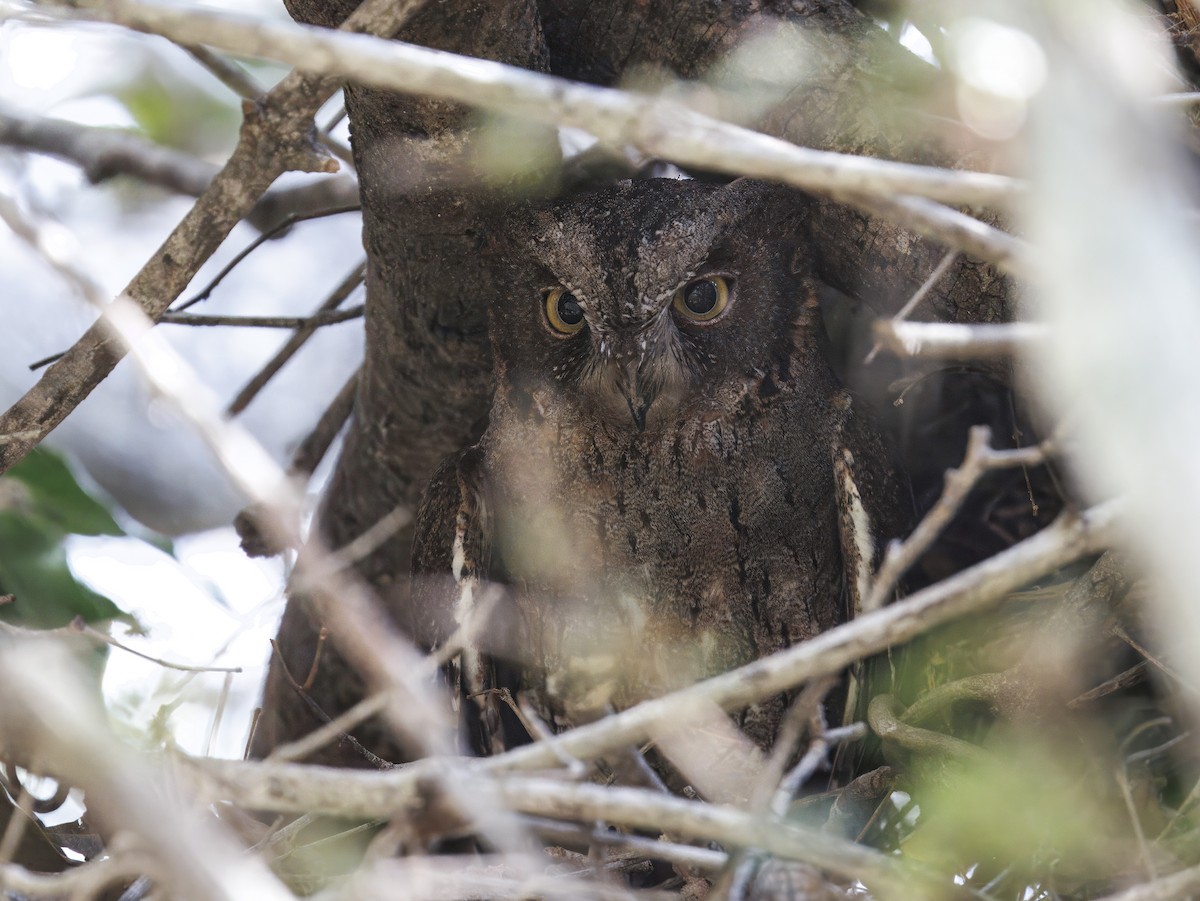 マダガスカルコノハズク (madagascariensis) - ML646525524