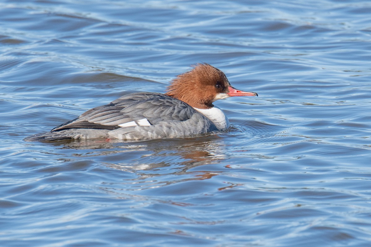 Common Merganser - ML646525529