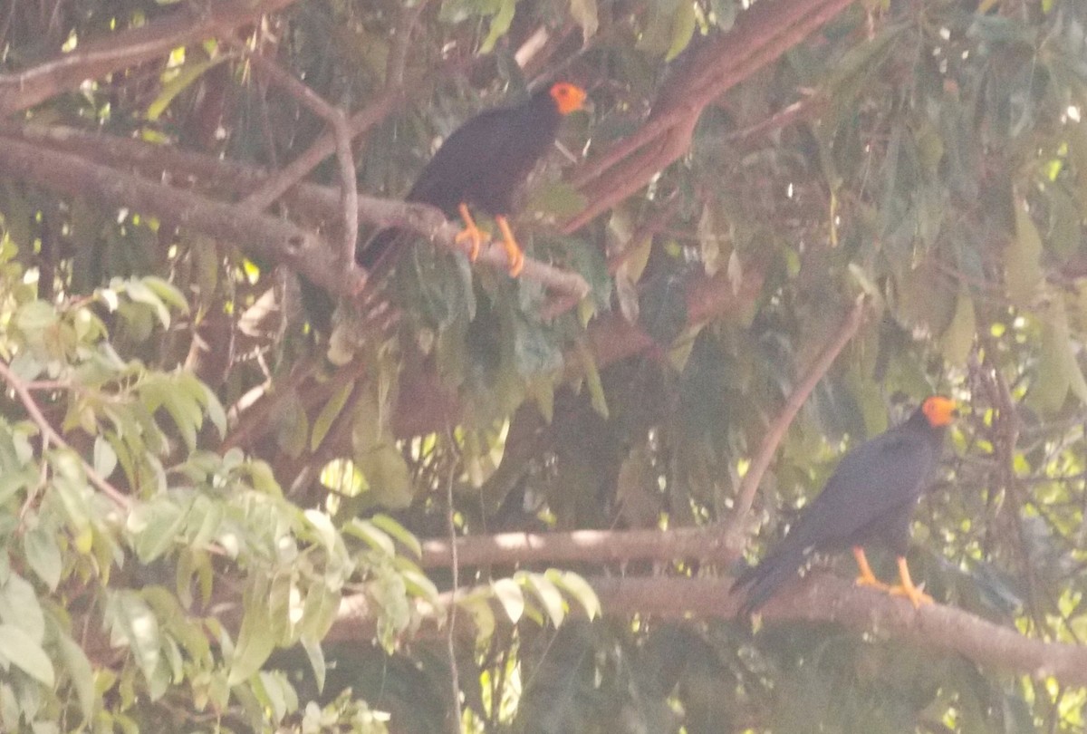 キノドカラカラ - ML646525530