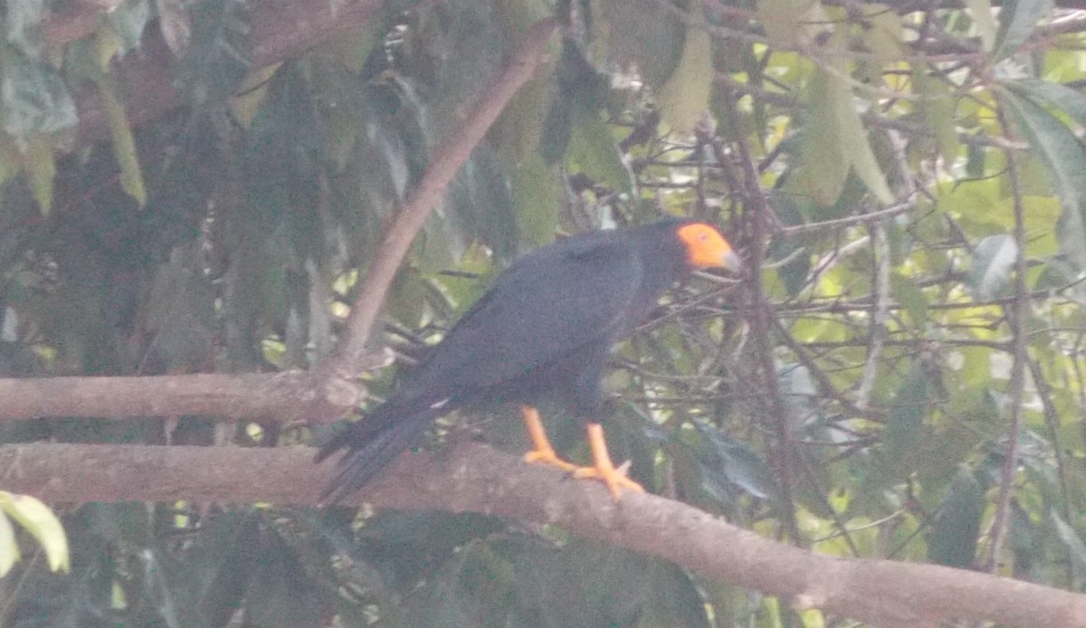 キノドカラカラ - ML646525531