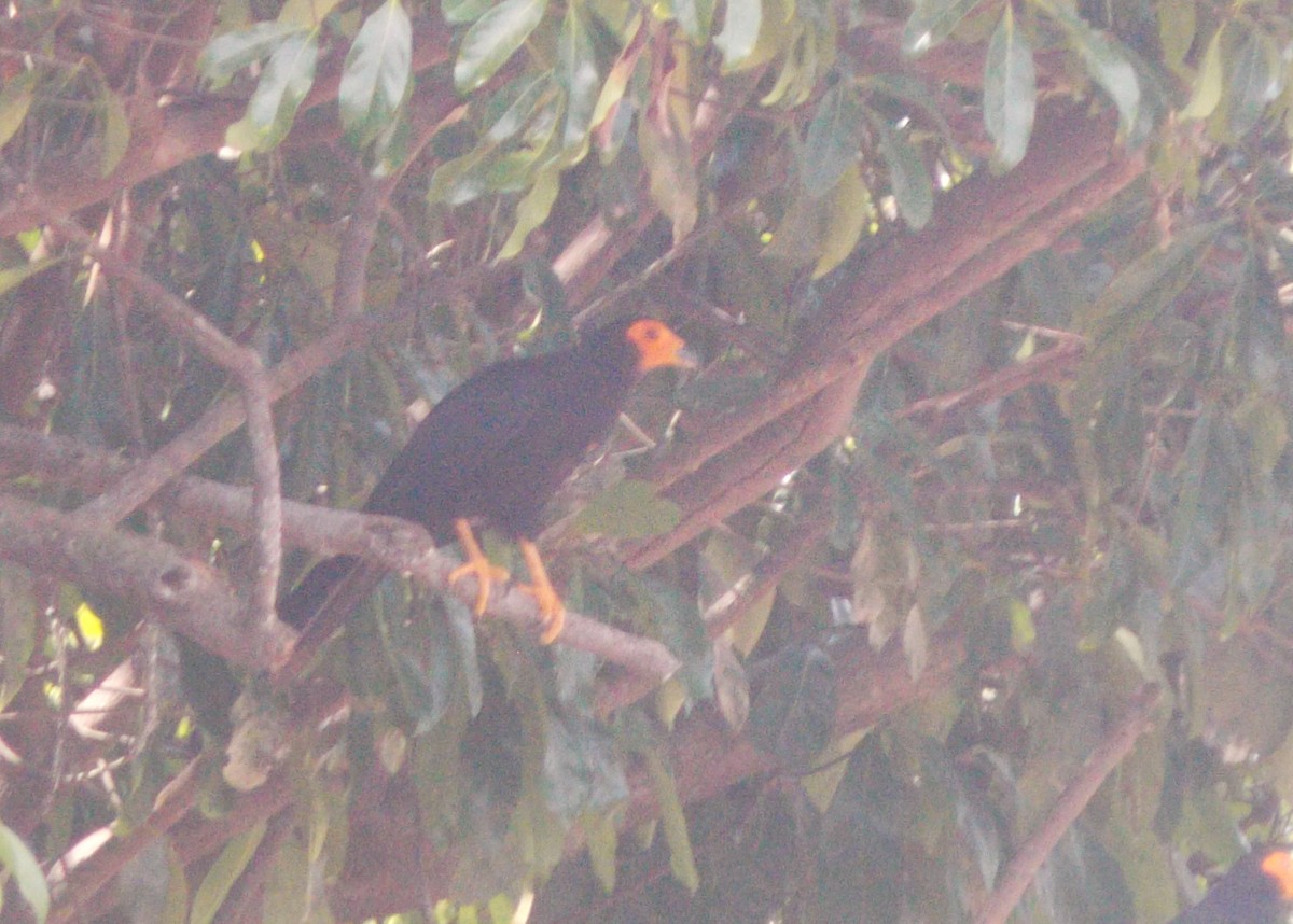 キノドカラカラ - ML646525532