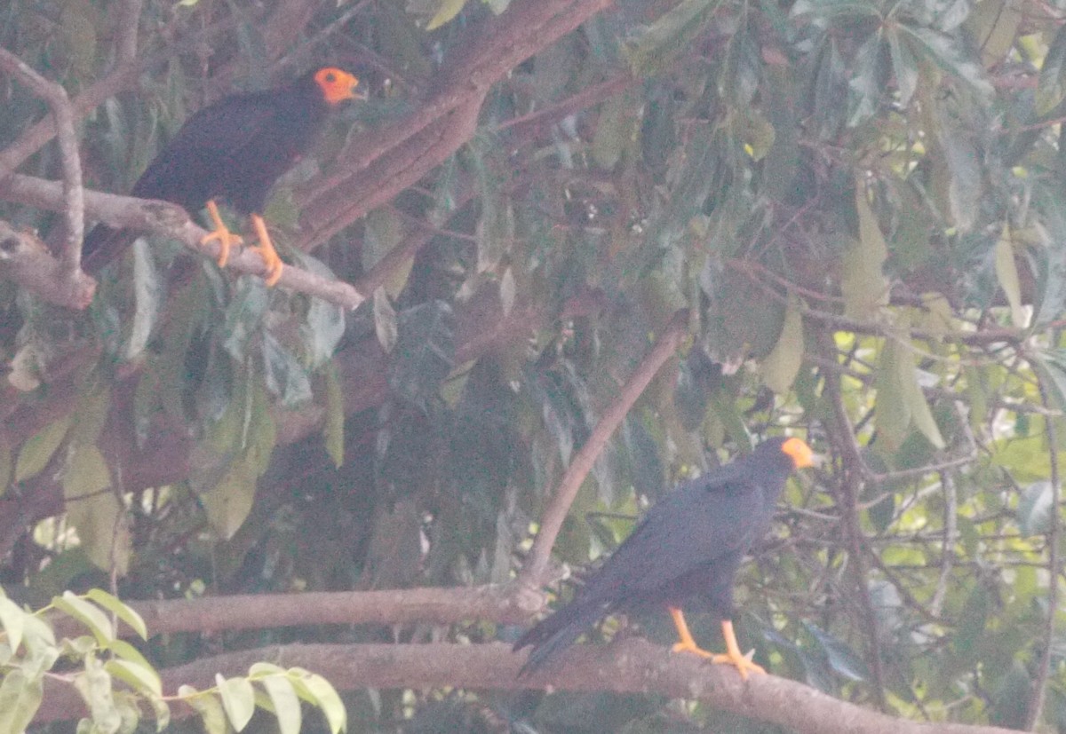 キノドカラカラ - ML646525533