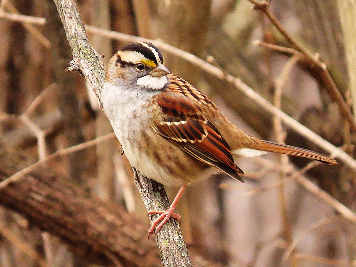 ノドジロシトド - ML646525536