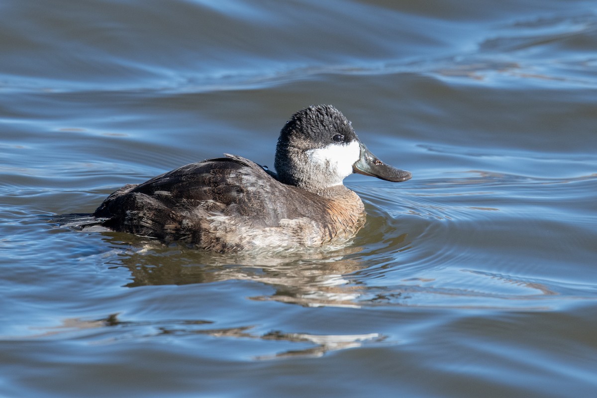 Ruddy Duck - ML646525537