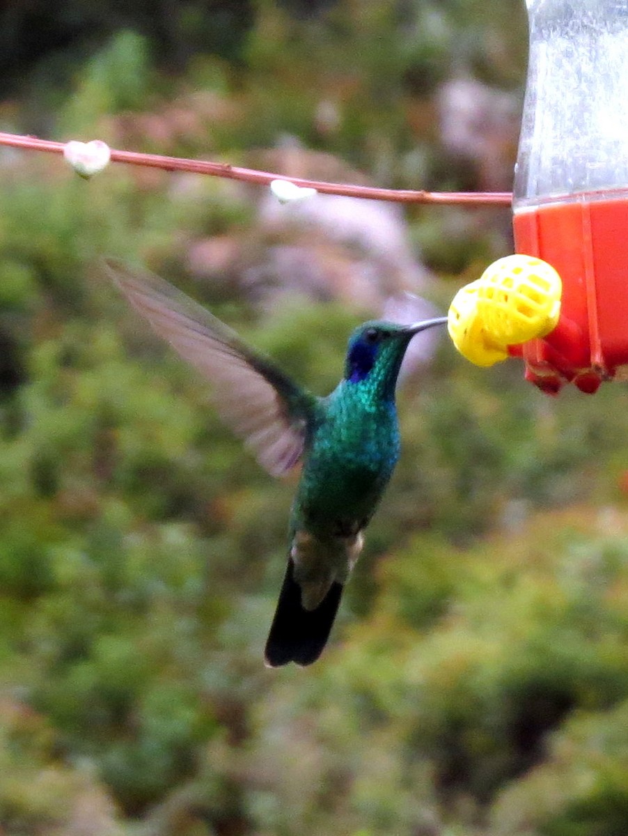 ヒメミドリハチドリ - ML646525538