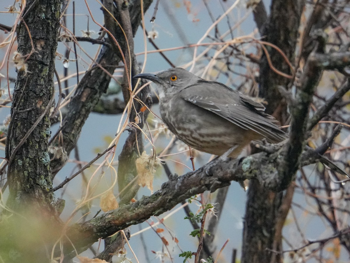 マルハシツグミモドキ - ML646525539