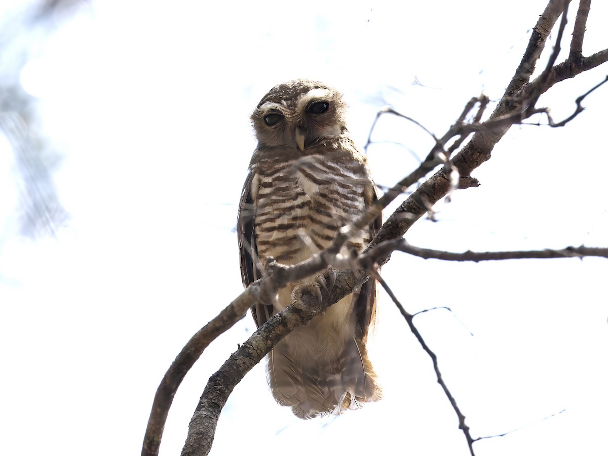 マダガスカルアオバズク - ML646525540