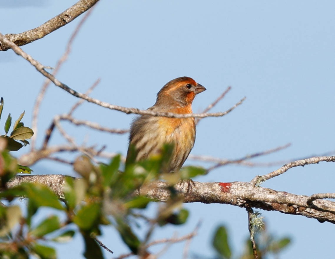 メキシコマシコ - ML646525541