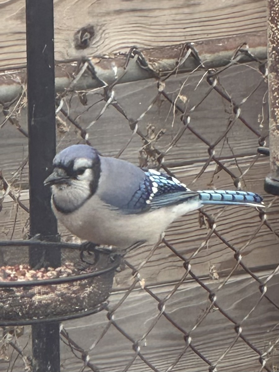 アオカケス - ML646525544