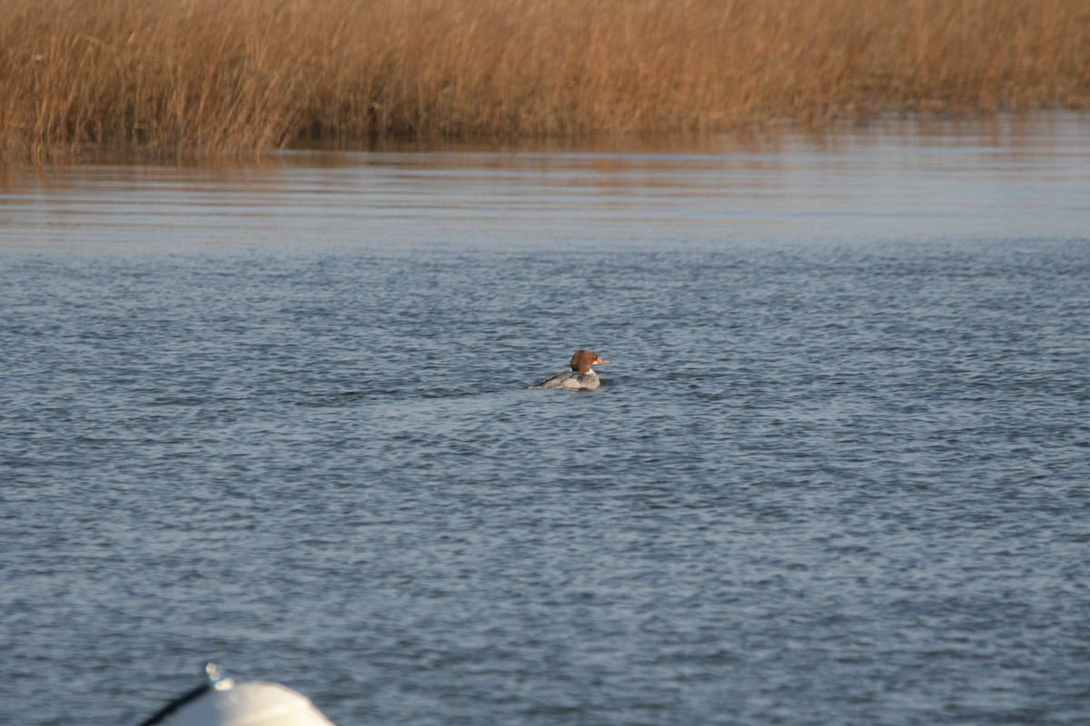 morčák velký - ML646525547