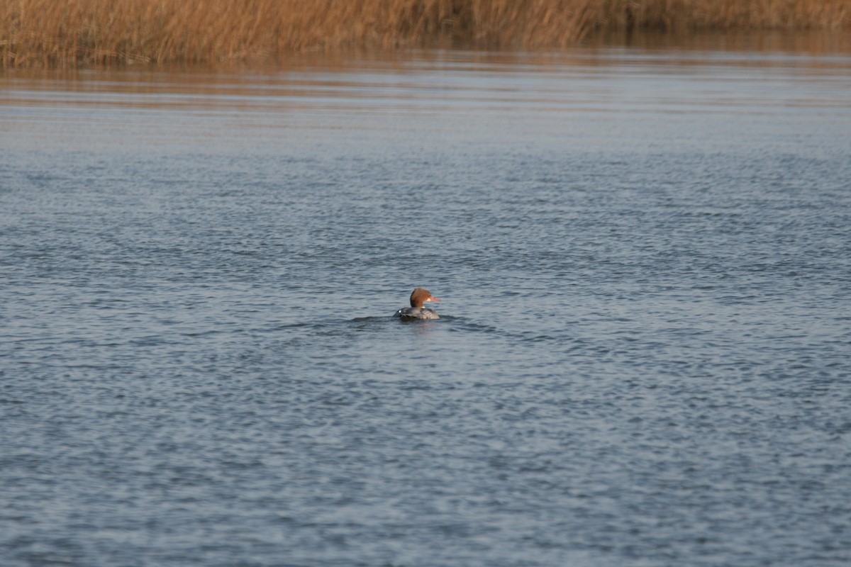 morčák velký - ML646525548