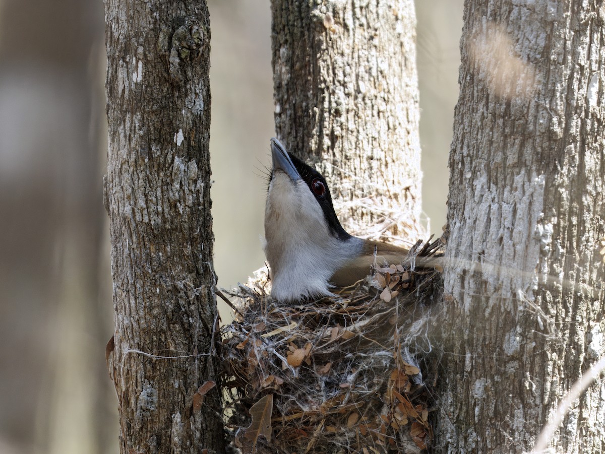 アカオオハシモズ - ML646525549