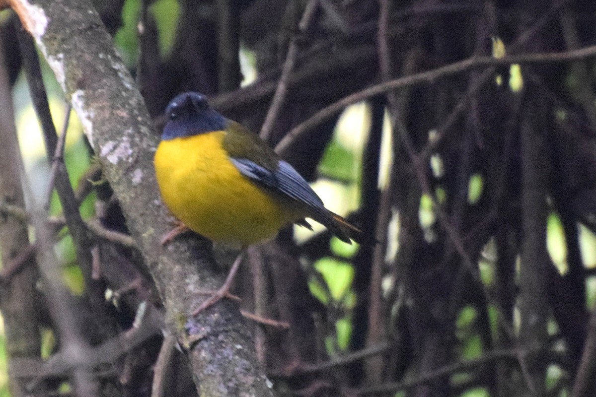 シラボシヤブコマ - ML646525550