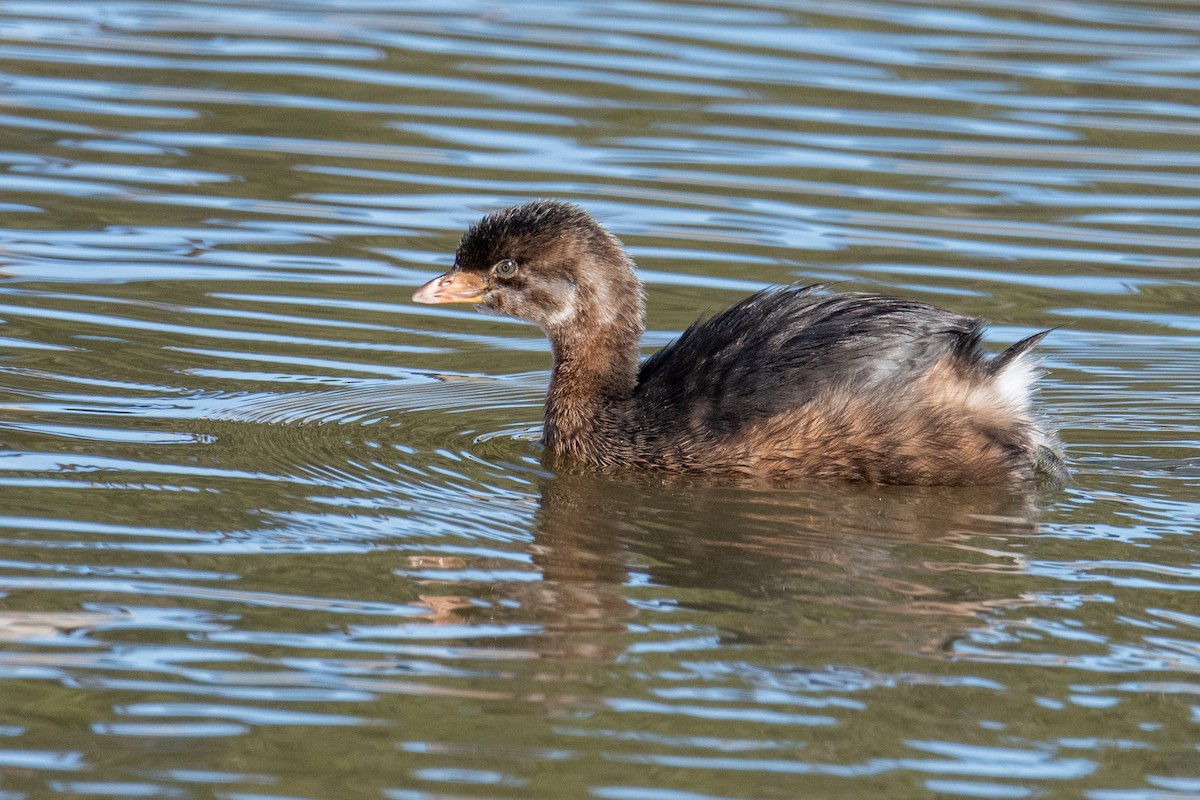 Pied-billed Grebe - ML646525552