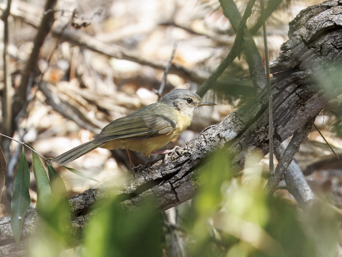 コバネマダガスカルヒヨドリ - ML646525554